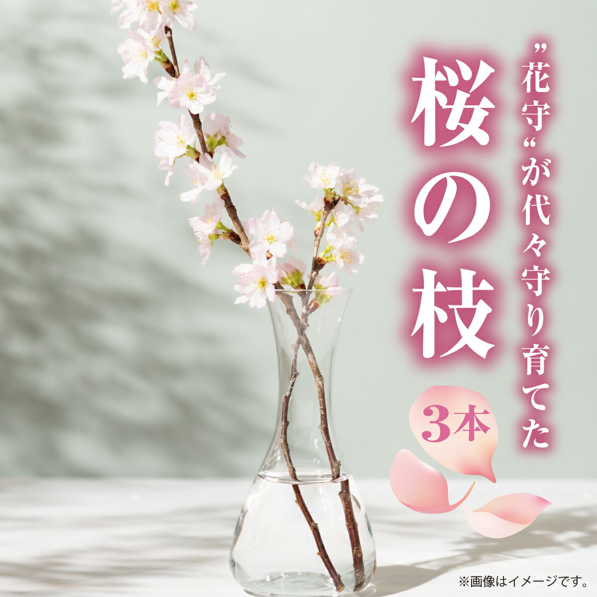 【ふるさと納税】”花守”が代々守り育てた桜の枝 約30cm 3本 八重桜 サクラ 枝 希少 珍しい 品種 国産 道産 松前産 桜の里 産地直送 南殿 糸括 関山 血脈桜 春 季節の 切り枝 枝もの 枝物 生花 活け花 花材 桜湯 インテリア 室内 お花見 北海道 松前町 送料無料 MATN003