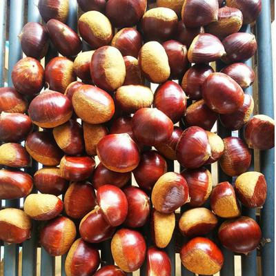 ふるさと納税 綾部市 【京栗】冷凍むき栗　500g(250g×2P)　氷蔵丹波栗【訳あり】 |  | 01