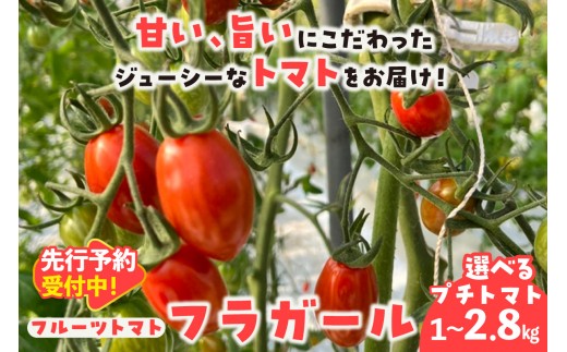 
                  【先行予約】【2027年1月中旬以降発送】フルーツトマト　フラガール（へたなし）【選べる内容量：1kg・1.4kg・2.8kg】│よこた農園 フラガール プチトマト 野菜 トマト 新鮮野菜 太陽の恵み トマト料理 愛知県産 フルーツとまと 甘いトマト お取り寄せ グルメ 常滑市 へたなし｜
                