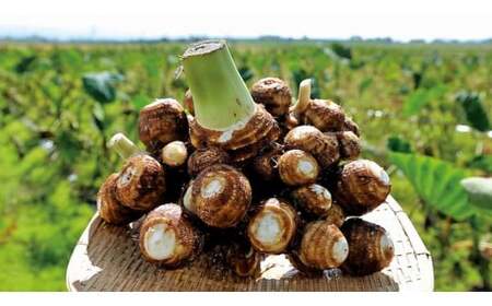 さといも「帛乙女(きぬおとめ)」 2L・5kg 五泉ブランド野菜 里芋 サトイモ 贈答用 新潟県 五泉園芸組織連絡協議会 |五泉市 サトイモサトイモ