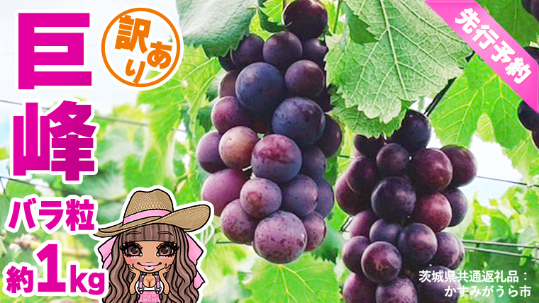 【 先行予約 】【 訳あり 】 バラ粒 甘くてジューシーな旬の天使の 巨峰 約 1kg （ 茨城県共通返礼品： かすみがうら市 ） 【 2026年8月頃発送 】 フルーツ 果物 マスカット ぶどう 葡萄 ブドウ 旬 国産 産地直送 ギフト 贈り物
