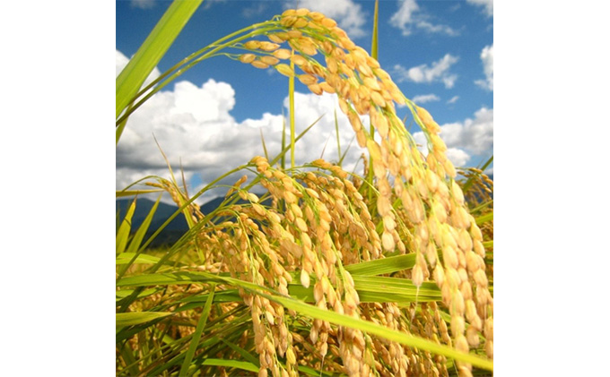 【令和5年産】『お米アドバイザー厳選！』魚沼産コシヒカリ　特別栽培米　精米15kg（5kg×3袋）