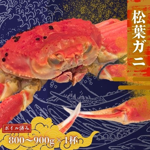 【ふるさと納税】 〈ボイル〉松葉ガニ 800g～900g 松葉カニ 蟹 かに 蟹 新鮮 旬 プレゼント 贈与 お祝い事 贈り物 年末年始 祝辞