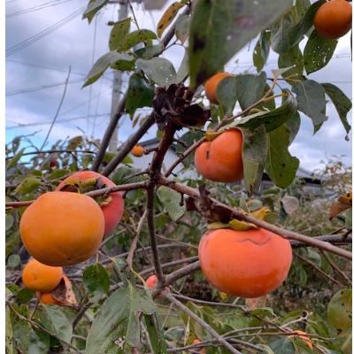 ふるさと納税 有田川町 富有柿　赤秀品　2Lサイズ　11個入り【マルシ農園】