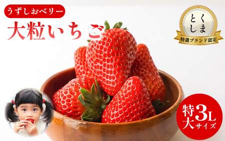 いちご 苺 30粒 3L サイズ 2026年1月から4月末まで発送 うずしおベリー いちご