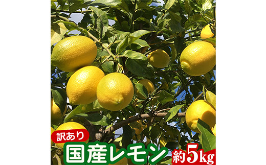 訳あり国産レモン 約5kg アトランティスファーム《11月上旬-3月中旬頃出荷》和歌山県 紀の川市 フルーツ 果物 柑橘