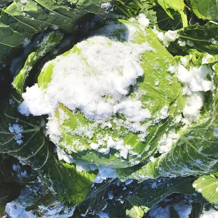 会津発 季節の野菜だより（大）2名様1週間分相当【喜多方市・西会津町・北塩原村のお野菜】 KBW002