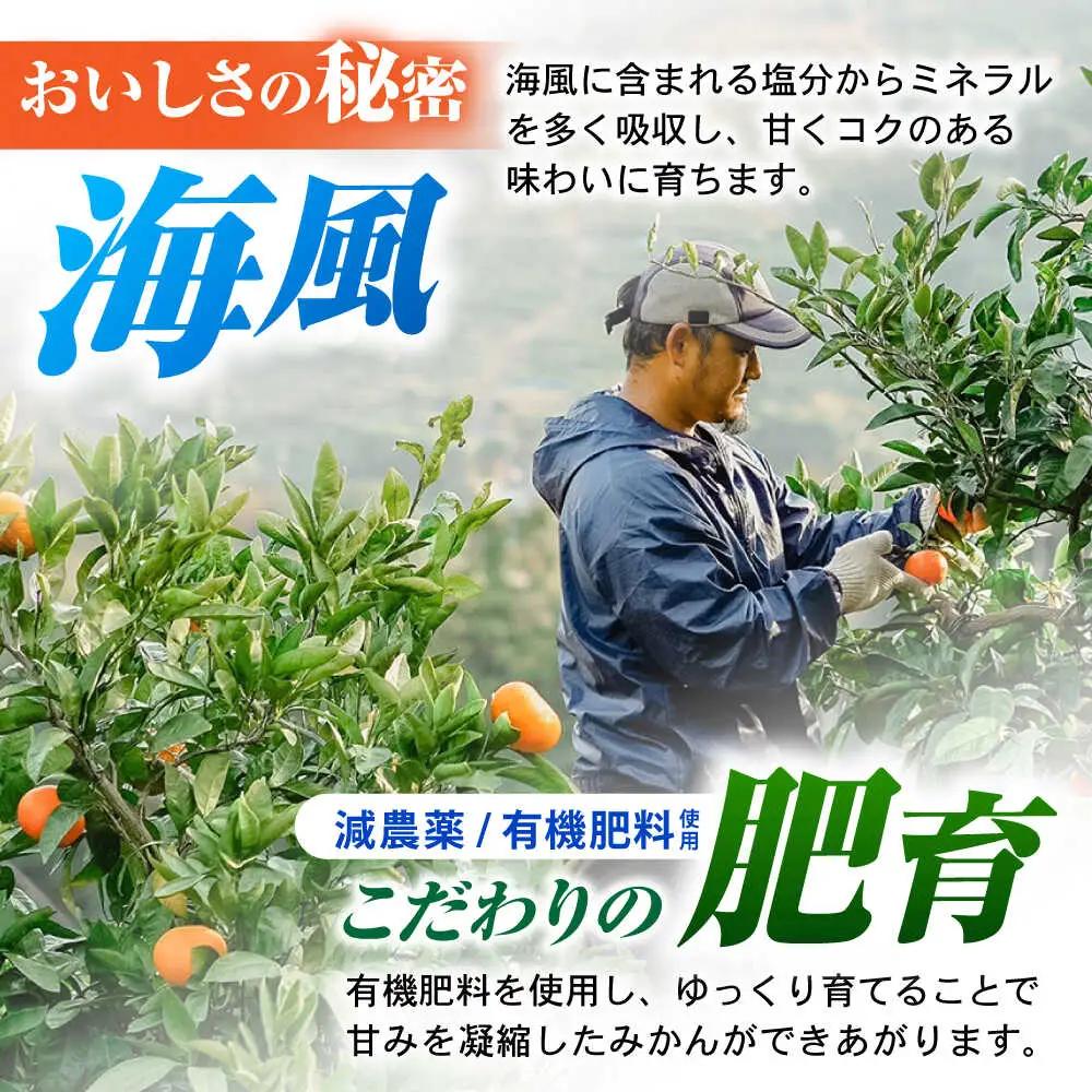 ※【2026年12月上旬より順次発送／先行予約】【大人気みかんとレモンのお試しセット】伊木力みかん(家庭用)1.8kg マイヤーレモン1.8kg 計3.6kg / みかん ミカン 蜜柑 mikan 柑