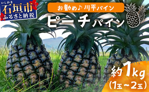 
            【予約受付】ピーチパイン1ｋｇ（1～2玉）お勧め♪川平パイン《2025年5月～7月頃順次発送》KN-4
          