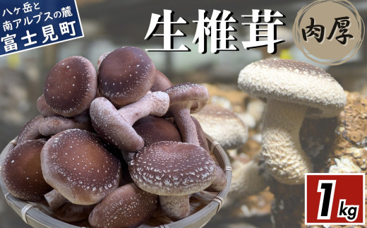 肉厚 生しいたけ 1kg 八ヶ岳山麓育ち 国産 朝採れ 安心安全 農薬不使用 ハウス栽培 芳醇な香り 椎茸 信州【発送時期：9月～翌年5月の期間】