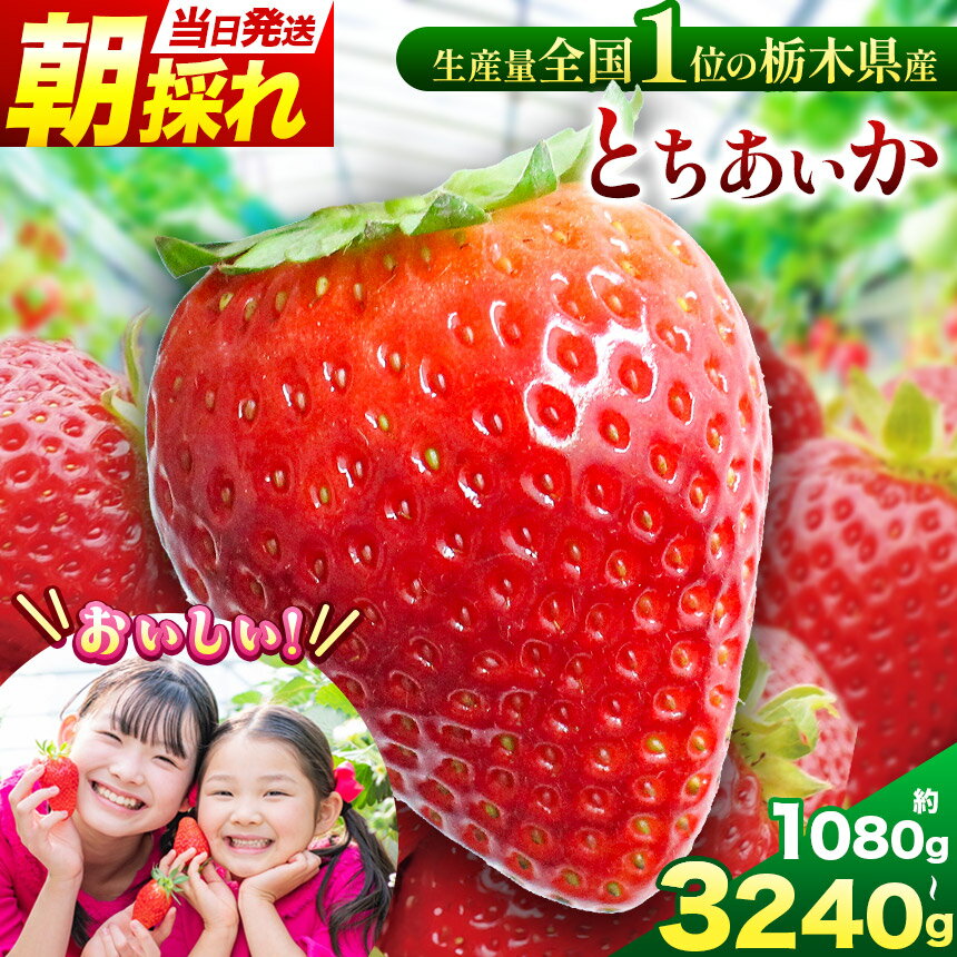 【ふるさと納税】【先行予約】那珂川町産とちあいか 選べる内容量 | 2026年 先行予約 苺 イチゴ 大粒 甘い 贈答用 数量限定 果物 フルーツデザート 人気 贅沢 たっぷり 大容量 朝採れ当日発送 栃木県 那珂川町 送料無料