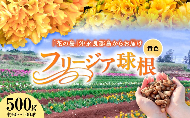 
                  【先行受付】フリージア球根（黄色）500g　C076-001-01
                