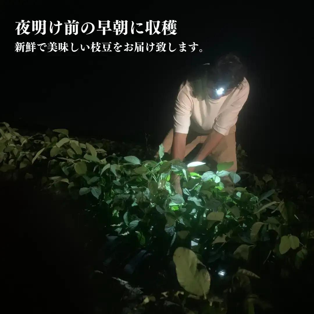 枝豆(陽恵)1kg 新潟県産 朝どり 枝豆