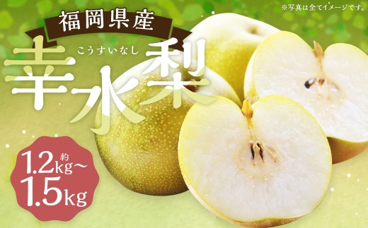 幸水梨 約1.2kg～1.5kg 3玉 【よらん野】【2026年7月下旬から8月下旬発送予定】 ナシ なし 梨 フルーツ くだもの 果物 果実 3玉
