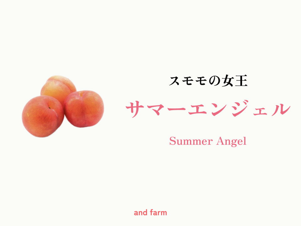 【ふるさと納税】【すもも・サマーエンジェル】一度は食べたい！栽培者1番人気！ 選べる容量ALPDS011