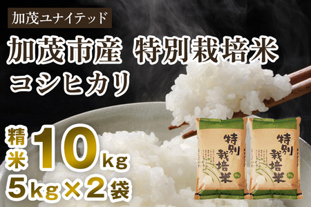 【令和7年産新米】加茂市産 特別栽培米 コシヒカリ 精米10kg 《順次出荷》 栽培期間中は化学肥料・農薬不使用 新潟米 お米 白米 こしひかり 加茂ユナイテッド