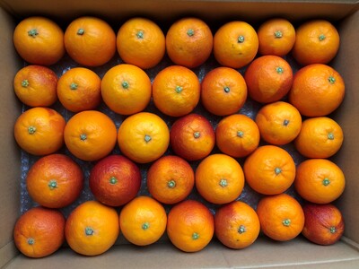 田島柑橘園&加工所のブラッドオレンジ(モロ)5kg　ミカン みかん オレンジ モロ 果物 くだもの フルーツ 果実 柑橘 佐賀県 太良町 O183