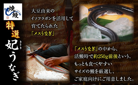 焼鰻特選メス妃うなぎ特大2尾　計340g　（白焼き・たれ付き）・Y098