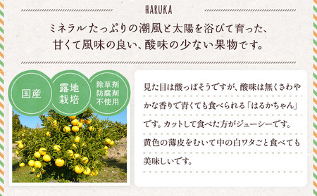 みかん はるか 約3kg (15玉～20玉) 【2026年2月上旬～2026年6月下旬発送】