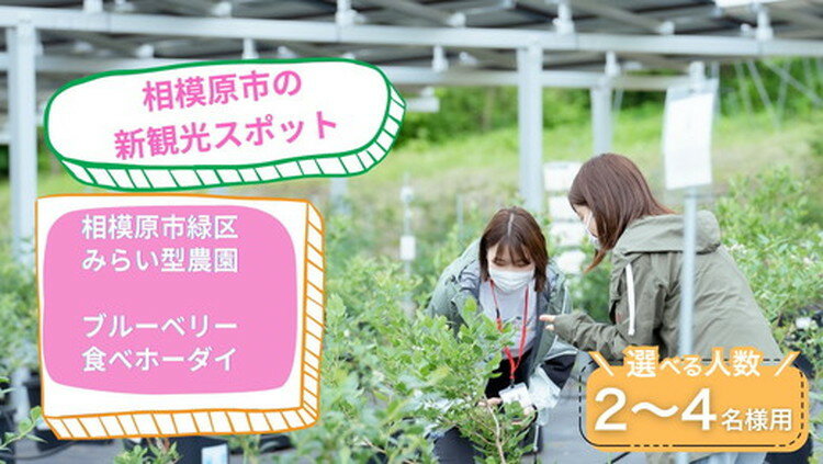 【ふるさと納税】【選べる人数】【ただのブルーベリー狩りじゃない!?】2名様用・3名様用・4名様用 さがみこベリーガーデンのブルーベリー食べホーダイ体験チケット!! 山中湖や道志村のキャンプの道中にもぴったり