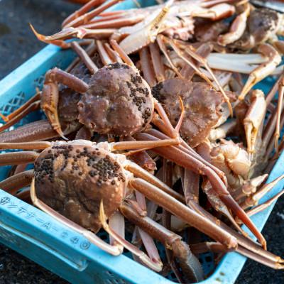 ふるさと納税 小浜市 【年明け以降順次発送】越前がに (ズワイガニ)800g×3杯 |  | 01