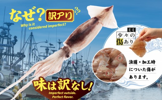 【わけあり】イカミミ1.5kg