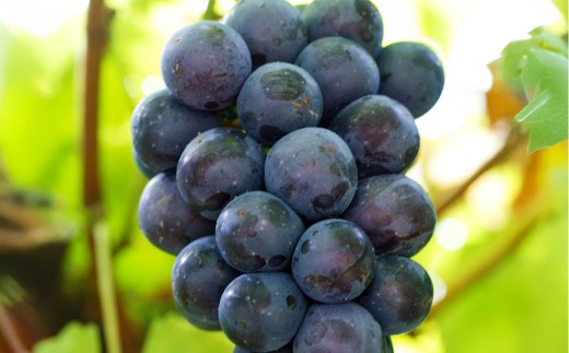 【ご 家庭 用】 ピオーネ 2～3房 1.2kg 【 2026年9月上旬から10月上旬頃発送予定 】 ／ 果物 くだもの フルーツ ぶどう ブドウ 葡萄 大粒 甘味が強い 甘い 果汁 食べ応え 岡山県 美咲町