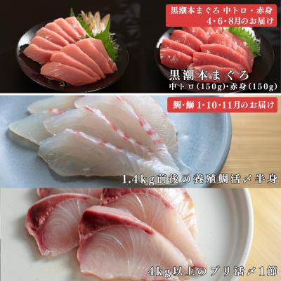 ふるさと納税 大月町 【定期便 6回】 本マグロ タイ ブリ 刺身 本まぐろ 真鯛 ぶり 堪能セット 産地直送 冷凍 |  | 02