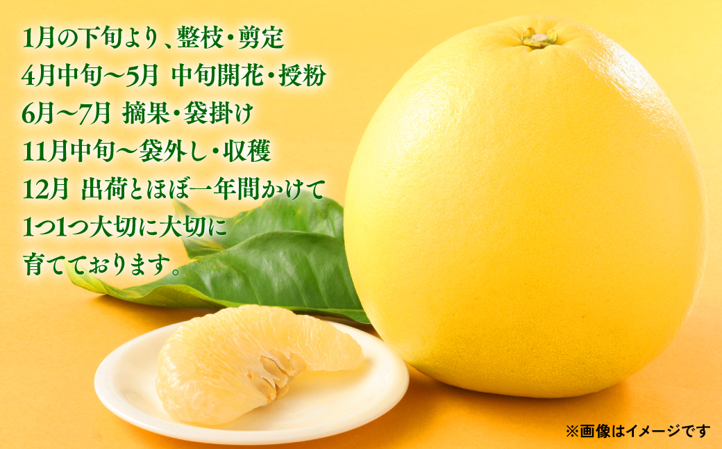 八代特産 晩白柚（ばんぺいゆ）2Lサイズ(約2kg)×1玉 柑橘 果物 フルーツ 熊本県産 ばんぺいゆ フルーツ 柑橘 特産品_イメージ3
