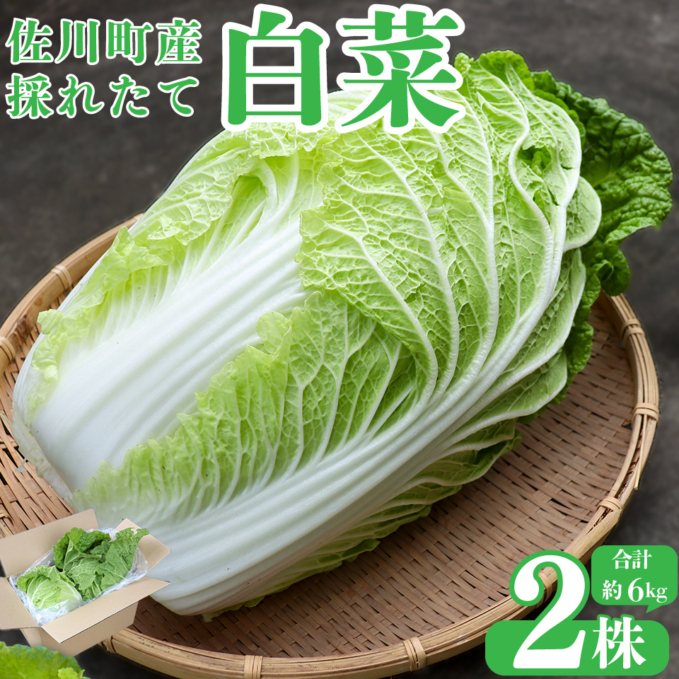＜2025年12月中にお届け＞ ＜佐川町産 白菜 2株（約6kg）＞事前予約受付中  無双 高知 新鮮 野菜 お鍋 シチュー 