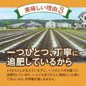 ≪2024年 先行予約≫富士北麓忍野村の気候、水、自然で作られた朝採りトウモロコシ【ピーターコーン】 2.5kg