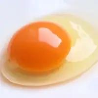 大切な人に食べてほしい卵 10個入×4パック【冷蔵配送】 / 田辺市 卵 たまご 鶏卵 平飼い お取り寄せ 卵かけごはん 和歌山県 【kag001】