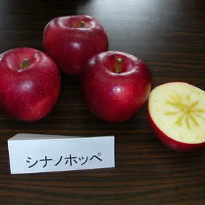 【先行受付】サンふじの血を引く信州オリジナル新品種。潤沢な蜜入りに期待！ シナノほっぺ 5kg
