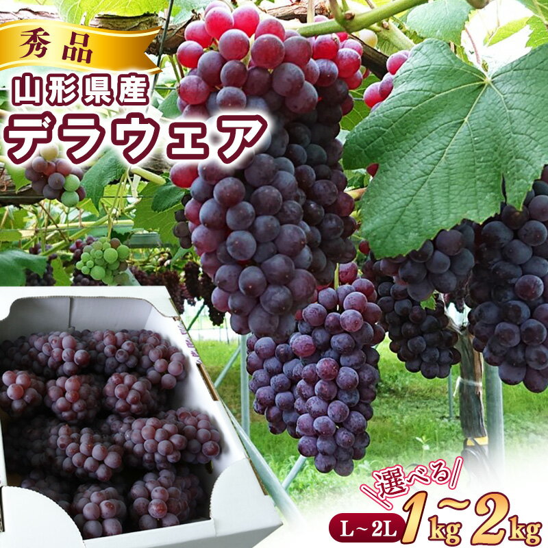 【ふるさと納税】《先行予約》 令和8年産 種なし ぶどう デラウェア 秀品 選べる 1kg - 2kg (L - 2Lサイズ) 山形県産【2026年7月下旬頃から8月上旬頃発送予定】 ※配送不可 沖縄・離島 果物 フルーツ 産地直送 新鮮 デラウエア 人気 1キロ 2キロ 送料無料 数量限定