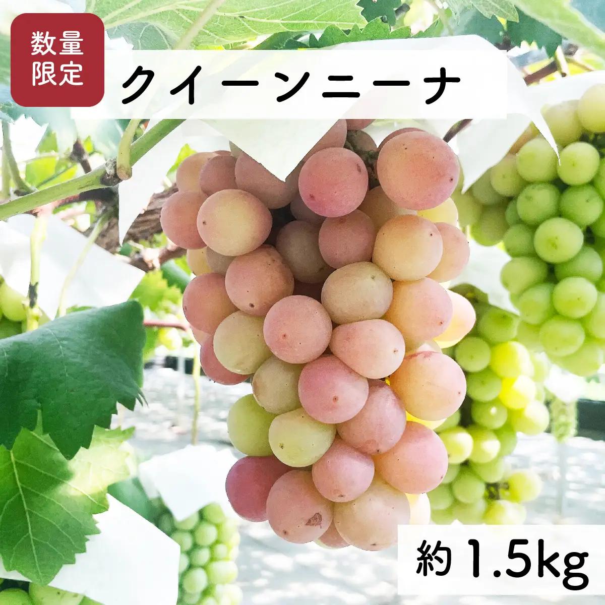 【先行予約・2026年9月】クイーンニーナ 1.5kg 希少品種｜数量限定・産地直送・農家直送・高糖度ぶどう