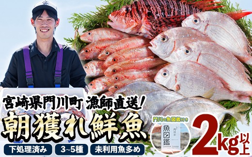 
                  【北海道・離島配送不可】漁師直送！朝獲れ 季節の 鮮魚 詰め合わせ (合計2kg以上・3～5種・門川の魚図鑑付き) 下処理済み 大衆魚 高級魚 未利用魚 冷蔵 BOX ボックス イカ 鯛 海鮮 魚介 食べ比べ 詰合せ 宮崎県産 【O-12】【門川漁業協同組合】
                