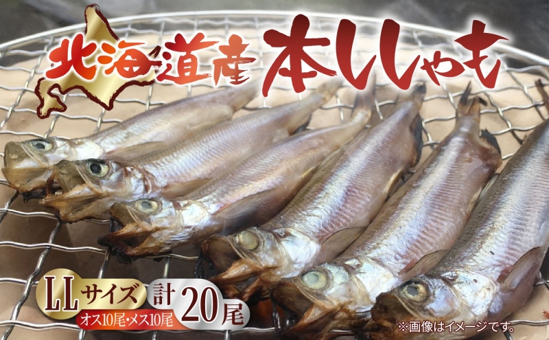 北海道産 阿部水産 ししゃも LL 20尾セット 本ししゃも 雄 雌 オス メス 魚卵 卵 たまご タマゴ子持ち 北海道土産 季節限定 ほくほく 子魚 無添加 クール便 冷凍 送料無料 北海道 日高町