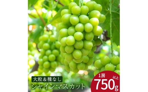 MH140-0215_【ふるさと納税】特大シャインマスカット　1房(約750g)