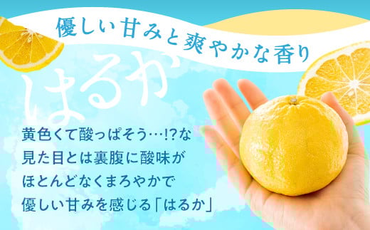 おうち時間を美味しく！九州・福岡の自然の恵みをぜひご家庭で！