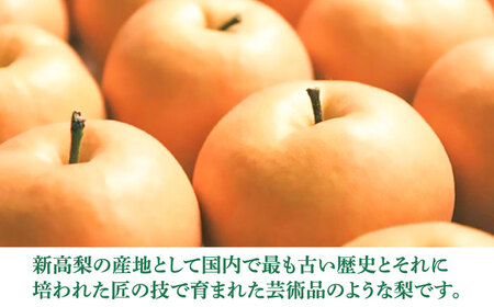 まるはり新高梨（約800g×2玉入） 〈2026年9月下旬?2026年10月上旬発送〉 / 新高梨 梨 果物 フルーツ デザート 【高知市農業協同組合】 [ATBK001]