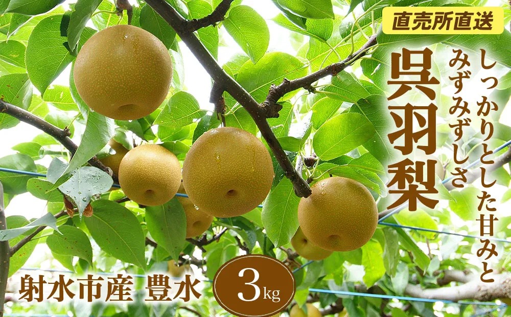【射水のおいしい果実】【梨】直売所直送 野開梨園の“呉羽梨” 豊水3kg（8～9個／箱）※2026年9月～発送