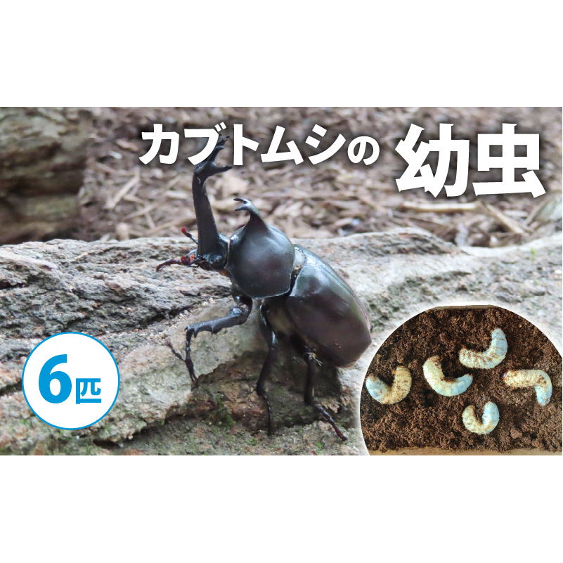 【配送期間は2026年1月下旬～4月上旬に随時配送】カブトムシ（幼虫6匹）