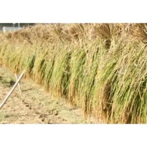 令和8年産(2026年産)　にじのきらめき　精米　5kg【1667119】