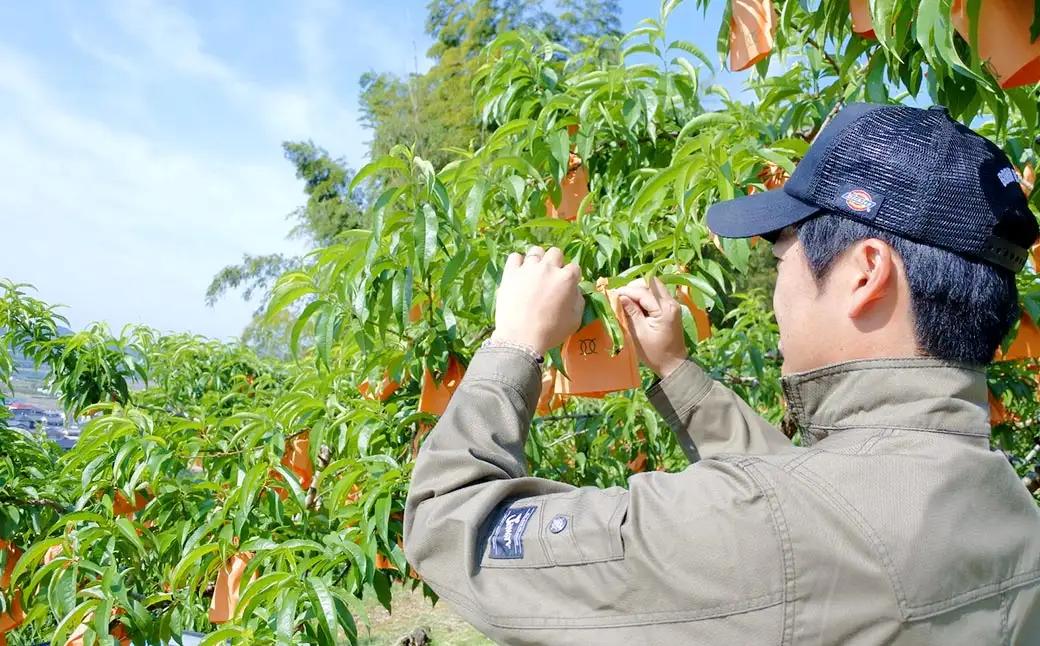 【先行予約】岡山白桃 約1.5kg（6玉前後）【2027年7月上旬～7月下旬迄順次発送予定】【もも 桃 清水白桃 白桃 果物 フルーツ 国産 人気 おすすめ 岡山県 倉敷市】
