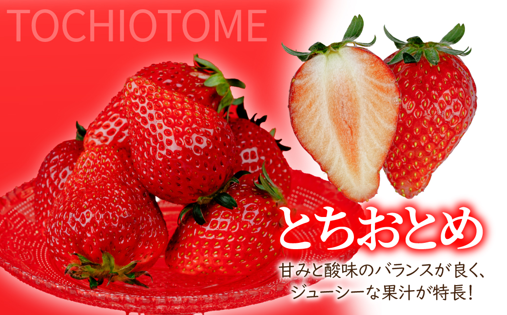 【先行受付：3月以降発送】いちご「茂木完熟いちご」師匠が育てた朝採れとちおとめ レギュラーサイズ 約270g × 2パック 計約540g | いちご イチゴ 苺 とちおとめ 完熟 果物 フルーツくだも