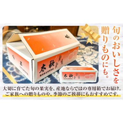 ふるさと納税 玉東町 『緑伸園』の大玉 夕焼け太秋柿 約2.5kg 4-7玉前後《11月上旬-12月上旬頃出荷》
