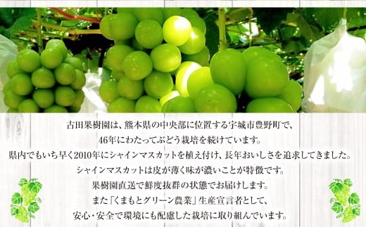 熊本県産 シャインマスカット 約1.7kg以上（2～4房）【2026年8月上旬発送開始】 果物 くだもの フルーツ ぶどう おやつ 果実 熊本県産 国産