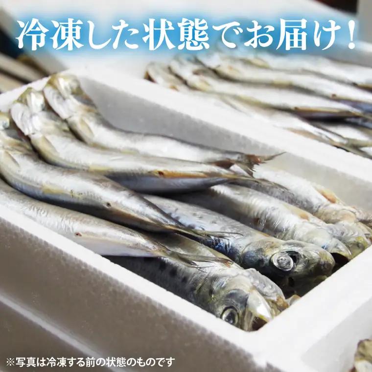 いわしの丸干し（８尾）４セット|イワシ 魚  干し魚 受賞 食品 推奨マーク 茨城県 北茨城市（BH009）