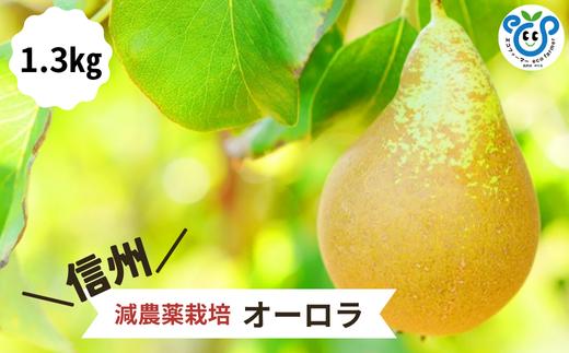 HF28-25A 【信州松川町産】 希少な洋梨 オーロラ 約1.3kg ／9月上旬～9月中旬発送開始予定 // 長野県 南信州  減農薬栽培 洋梨 オーロラ エコファーマー認証 農家支援 