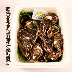 殻付き 牡蠣 食べ比べ 岩牡蠣 3個 伊勢かき 12個 加熱用 | 牡蠣牡蠣牡蠣牡蠣牡蠣